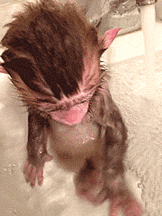 monkey gifs to make your day more awesome