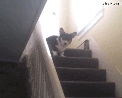 gifs of cute dogs hopping