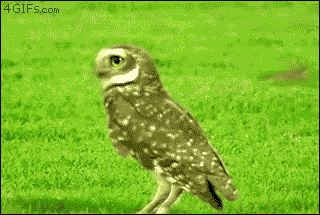 surprisingly delightful owl gifs