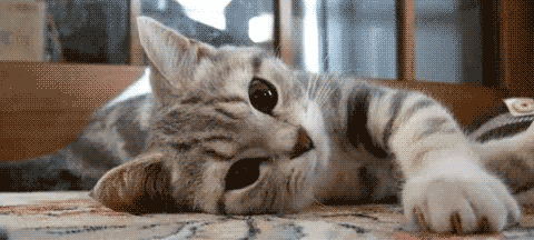 tumblr animated gif by winterkiss on favim com
