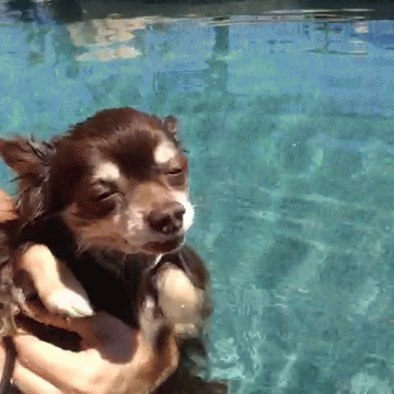 a dozen cute and funny animated dog gifs cuteness overflow