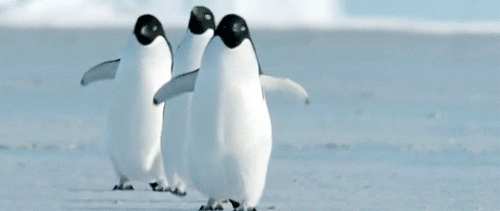 adorable penguin gifs amazing funny