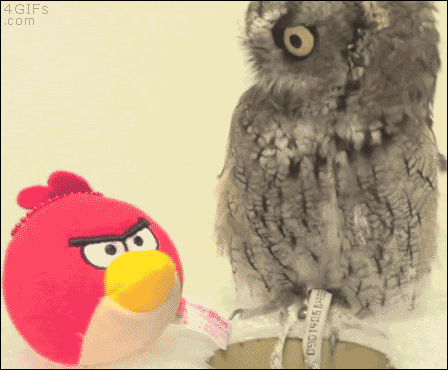 angry bird gifs find share on giphy