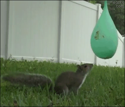 animal gif squirrel vs water balloon