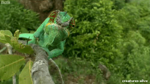 animals chameleon reptile gif find on gifer