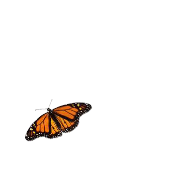 animated butterfly flying clipart best