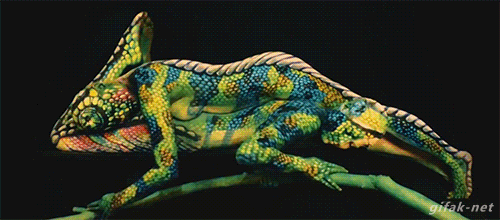 animated gif chameleon gifak net