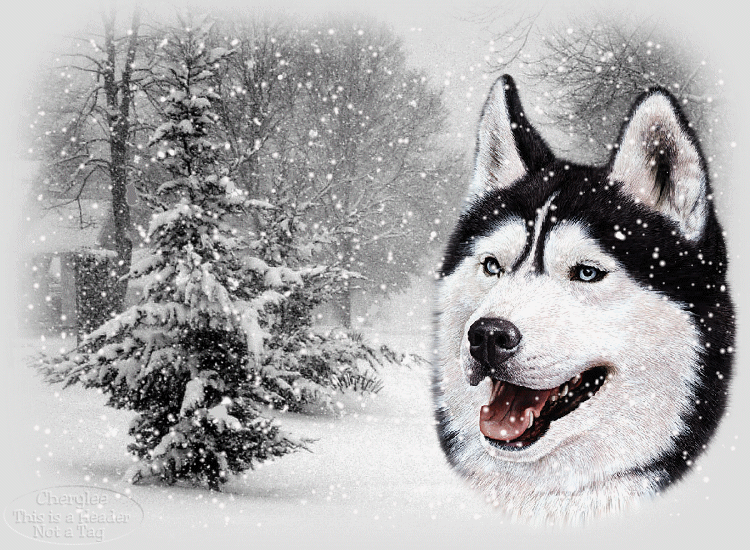animated wolf wallpaper wallpapersafari