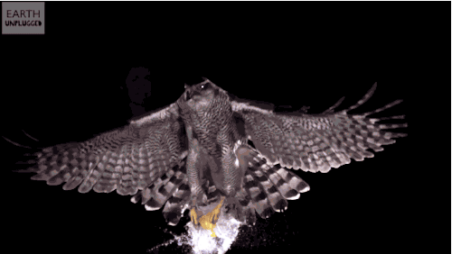 because birds hawk grabbing a water balloon in slow