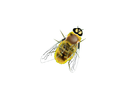 bee inspired logo construction begatafecert3web