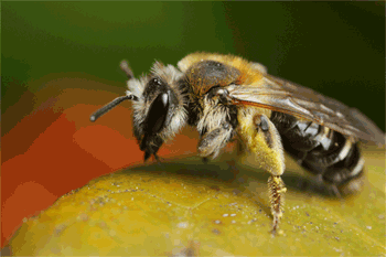 bees animated gifs gifmania