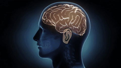 brain music neuroscience gif find on gifer