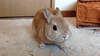 Animated rabbit images & Animations 100% FREE!