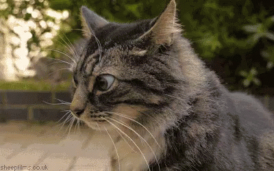cat crazy gif cat crazy eyes gifs say more with tenor