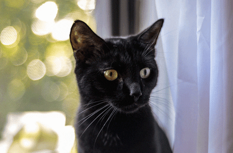 cat eyes black gifs find share on giphy