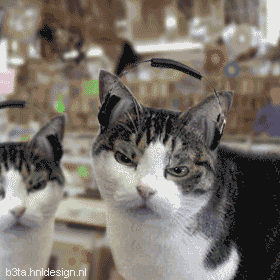 cat o disco gifs music picture izismile com