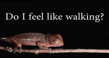chameleon animated gif