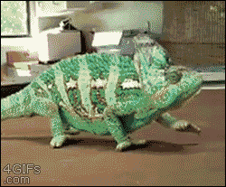 chameleon changing colors gifs