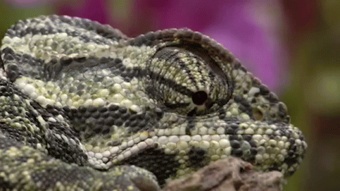 chameleon eye movements gif chameleon animals cute