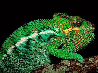 chameleon gif find share on giphy