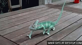 chameleon gif find share on giphy