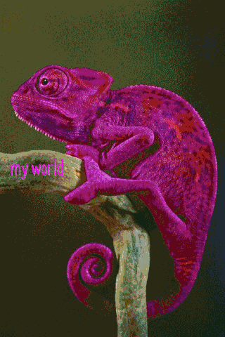 chameleon gif find share on giphy