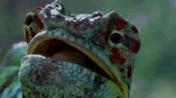 chameleon gif find share on giphy