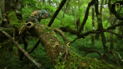 chameleon gif find share on giphy