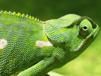 chameleon gif find share on giphy