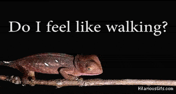 chameleon gif find share on giphy