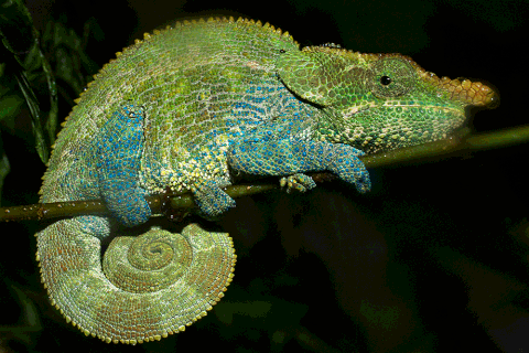 chameleon gif find share on giphy