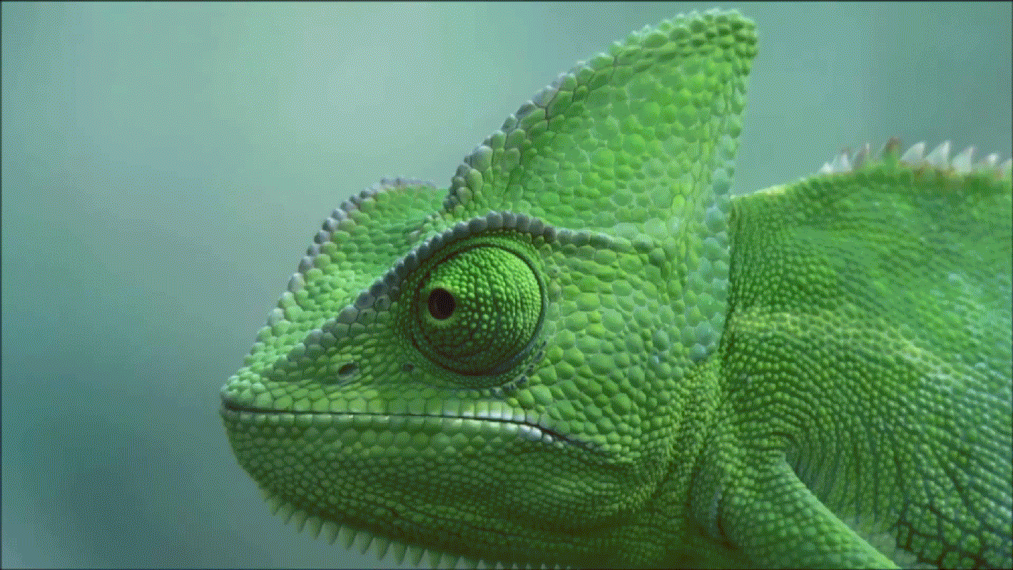 chameleon gif