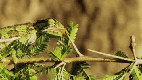 chameleon gifs find share on giphy