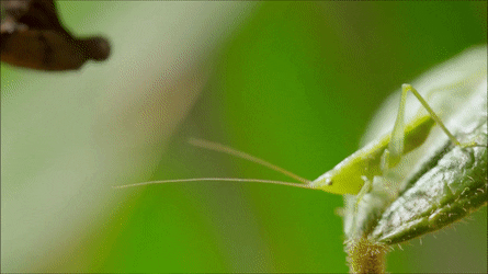 chameleon gifs find share on giphy