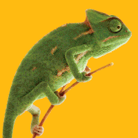 chameleon gifs get the best gif on gifer