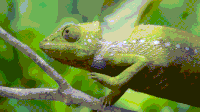 chameleon gifs get the best gif on gifer
