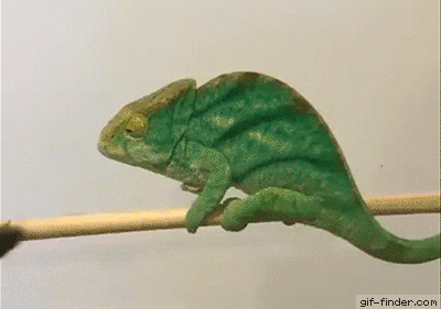 chameleon gifs gifs of chameleons
