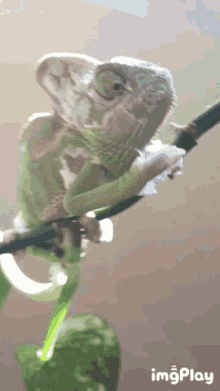 chameleon gifs tenor
