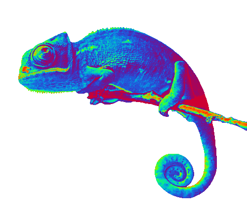 chameleon gifs tumblr