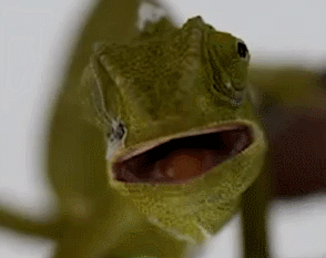 chameleons animated gifs gifmania