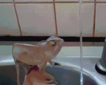 chameleons animated gifs gifmania