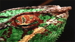 chameleons animated gifs gifmania