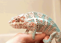 chameleons animated gifs gifmania