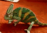 chameleons animated gifs gifmania