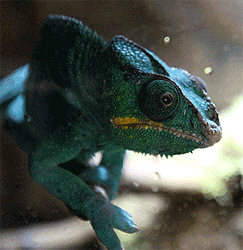 chameleons animated gifs gifmania