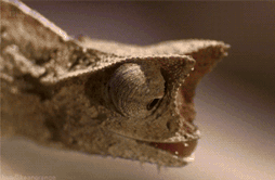 chameleons animated gifs gifmania