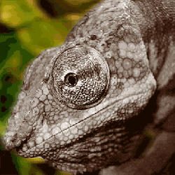 chameleons animated gifs gifmania