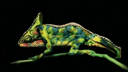 chameleons gifs find share on giphy