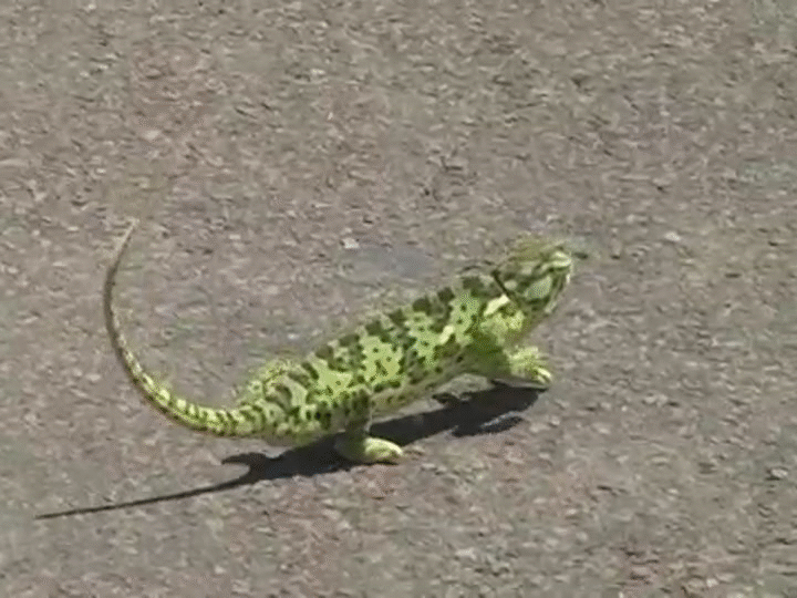 dancing chameleon getting rhythm on make a gif
