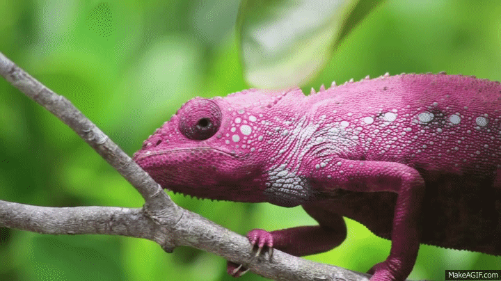 dancing chameleon gif pet s gallery